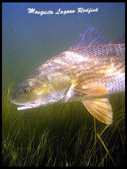 Florida Redfish